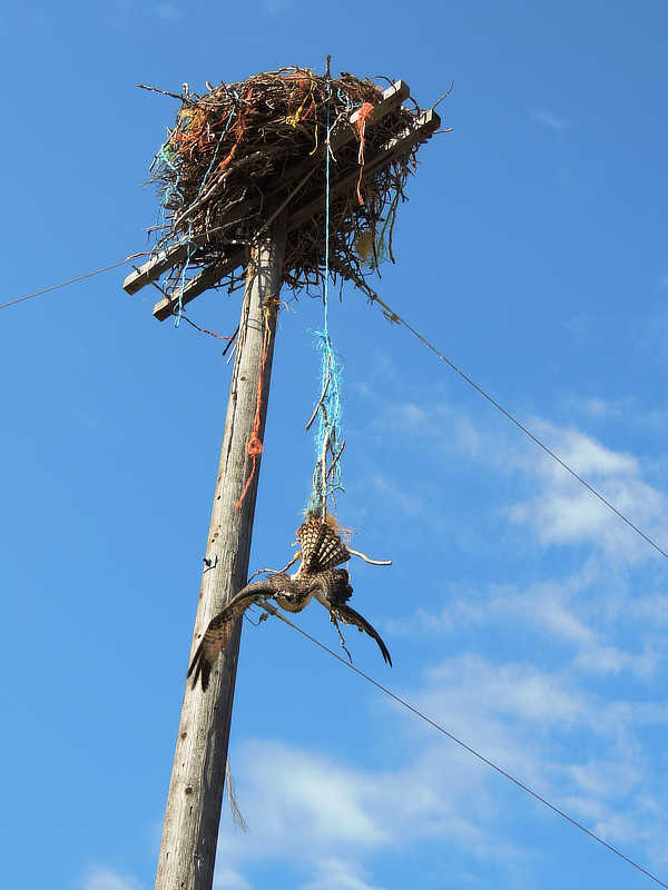 An osprey entagled in baling twine and dangling from its nest.